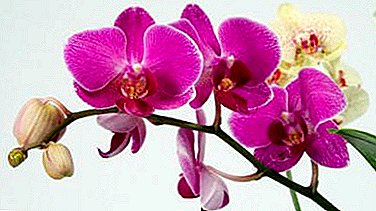 Mga tip na nakaranas ng mga gardeners: kung ano ang dapat gawin pagkatapos bumili ng isang orchid at kung paano mag-aalaga sa kanya sa bahay?