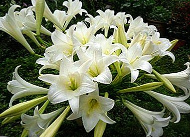 Tipps hunn Blumebrouwers op d'Wiederwiederung vu Lilies erfreelech: Saisons, Bulbbulku, Waasserkierper, Schnëss