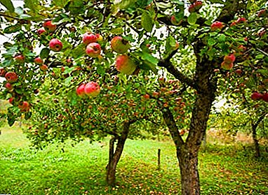 راهنمایی باغبانان را برای مبارزه با شته های سیب سبز و دیگر گونه ها تجربه می کند