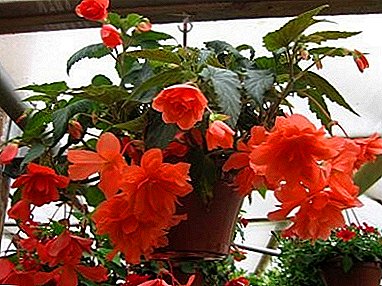 Creando un clima na casa - crecendo a Begonia Amppelnaya