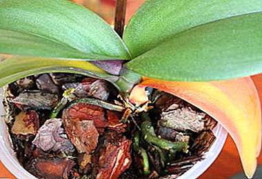 Orkidea gordetzea: zergatik uzten diren hostoak, zer egin eta nola saihestu?