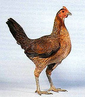 Curabitur aliquet eget non est speciale genus cura - Vetus Latina belli chickens