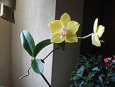 Cara pikeun misahkeun orchid orok, sareng miara salajengna kanggo tutuwuhan indung sareng prosés