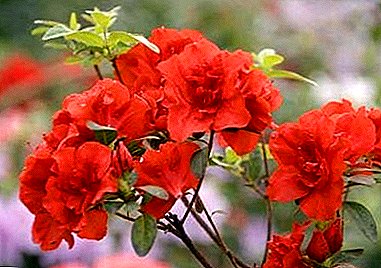 Hanyoyi don girma azaleas a gida: girma rhododendron