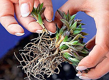 روش های تولید مثل havortiya: چگونه به پیوند، چه نوع خاک و گلدان باید باشد؟