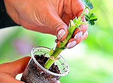 Metodoj de reproduktado de pelargonium. Kiel prizorgi floron post planti?