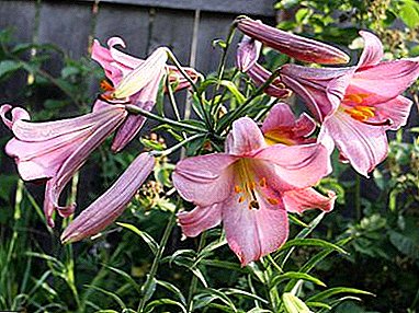 Manieroj prizorgi mirindan floron - Tubular Lily