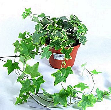 Cara ngembang lan kebon breeding lan ivy njero ruangan