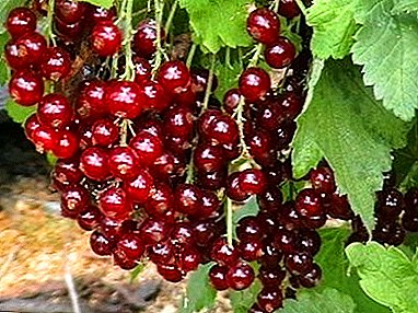 Mid-season ug high-yielding redcurrant variety nga Andreichenko