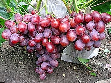 ٹیبور انگور کے ساتھ ہر سال مستحکم امدادی فصل