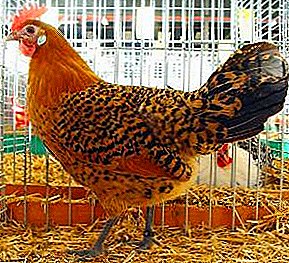 Raza alemá máis antiga de galiñas - Gaviota Ostfriz