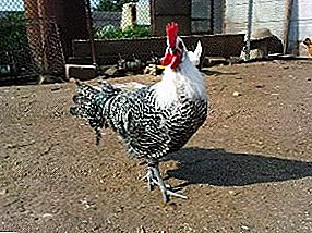 A raza máis antiga de pollo Brekel - centos de anos en granxas europeas