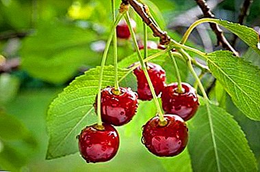 Vella variedade en novas condicións - Moscova Griot Cherry