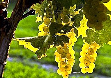 Varietet i Vjetër frëngjisht - Chardonnay rrushit