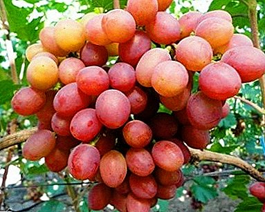 Formë ngrënie e rrushit të rrushit të mbarështimit amator - Helios klasik