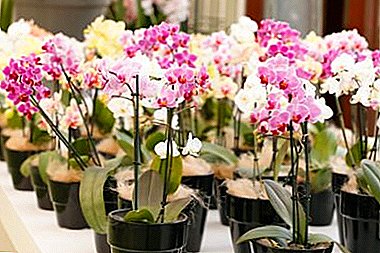 Хайртай эсвэл сүүдэртэй хайрт Орхидэйн ургамал уу? Фотосинтезийн хувьд цэцэг хэрхэн зөв зохион байгуулах вэ?