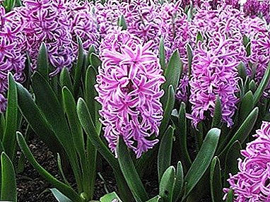 Талаада hyacinths өз убагында отургузуу жана сактоо