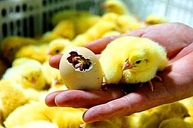 تکنولوژی پرورش جوجه های مصنوعی. دمای تخم مرغ تخم مرغ چیست؟