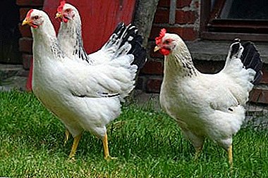 Tecnoloxía "Perímetro" ou como a raza francesa e crean galiñas na casa