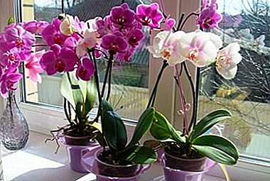 Суптилностите се грижат орхидеи: дали е можно и како правилно да се укинат корените на цветот?