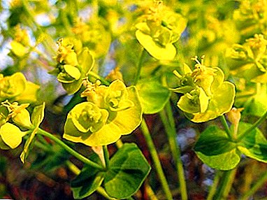 Landare iraunkorreko Euphorbia ziproi - argazki deskribapena