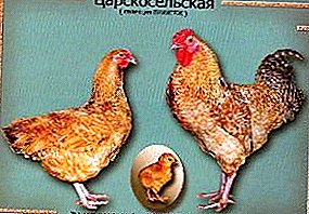 তিন কিলো সৌন্দর্য এবং প্রশান্তি - Tsarskoye সেলো hens