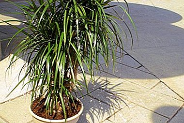 Dracaena Marginata tropikaly - iray amin'ireo zavamaniry malaza indrindra sy mahasoa