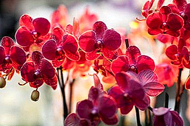 Tropical exótico na casa - unha magnífica orquídea vermella