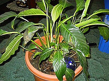 Spathiphyllum darkens furanni, ganye da kuma tips: dalilin da ya sa kuma taimaka wa shuka a cikin wannan halin da ake ciki?