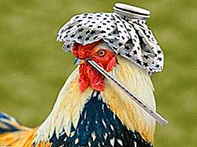 Os seus pollos teñen gripe aviar? Como gardar os paxaros e é posible facelo?