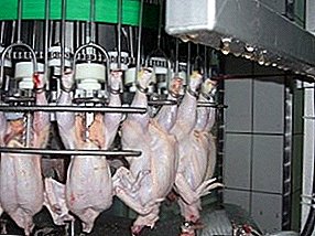 Matanza de aves de curral a escala industrial ou como as matan as galiñas nunha granxa?