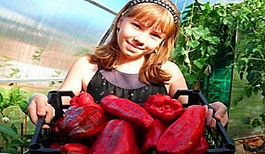 Katingalahang tasty ug incredibly healthy pepper - Kakadu nga matang: pagpananom ug pagpasanay