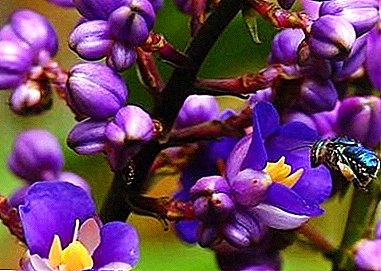 Exoticis mirabile plant - "dihorizandra ': photo et description de pupilli ac viduae
