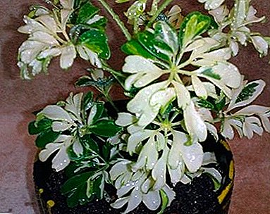 Гайхамшигтай сайхан ургамал "Жаней Шевфилера": гэрэл зураг, гэртээ асрах