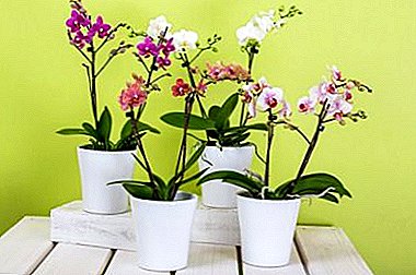 Mikarakara ny zavamaniry tianao indrindra - fitsipika momba ny fikarakarana orkide mandritra ny voninkazo