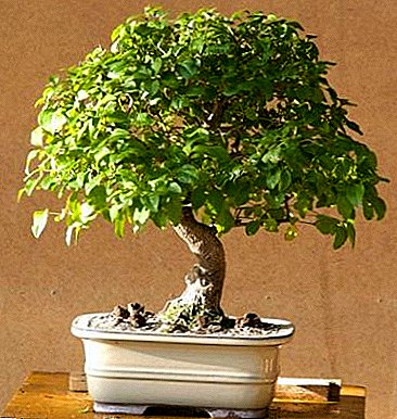Pag-atiman sa usa ka pribado - "usa ka kahoy sa estilo sa bonsai": pagtanom ug mga hedge sa litrato