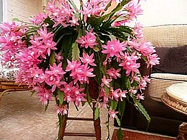 "Cactus - orkideak" zaintzeko etxean "Epifillum"
