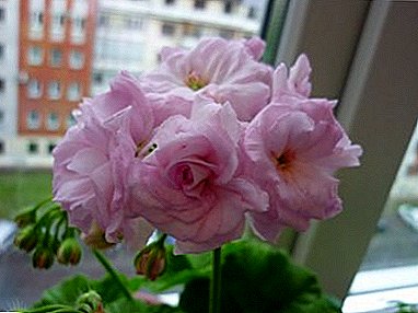 Ho khabisa ntlo ea hau - Pelargonium Mildfield Rose: tlhaloso ka setšoantšo, ho lema, ho hlahisa le ho hlokomela
