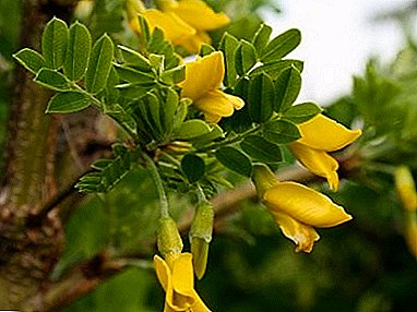 Eng eenzegaarteg Honor Pflanze mat heelen Eegeschaften - Yellow Acacia