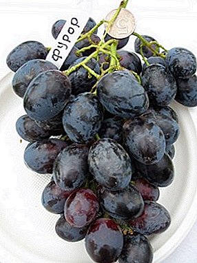 असामान्य आकाराच्या berries सह अद्वितीय द्राक्षे - फूरर विविधता