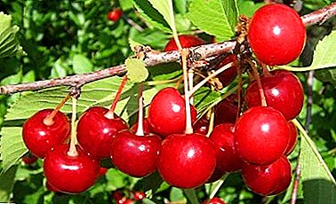 Versatile varyete ak gou ekselan - Cherry Rovesnitza