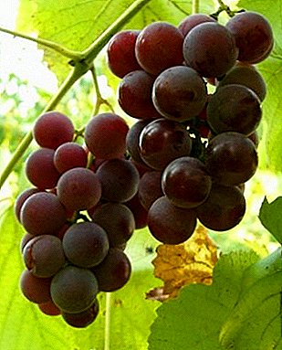युनिव्हर्सल द्राक्ष "लिडिया"