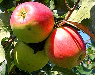 Universell Diversitéit vun Äppelen mat engem héichen Inhalt vu Vitaminnen - Uspensky