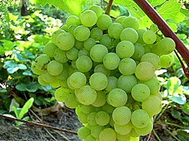 Rrushi Universal i përzgjedhjes Baltike - një shumëllojshmëri e Supaga
