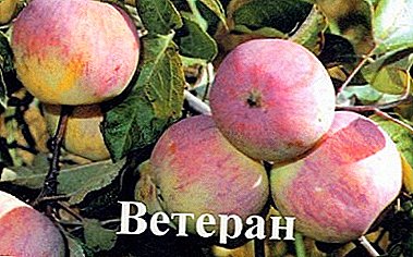 Жетва и зима-Харди различни јаболкници Ветеран