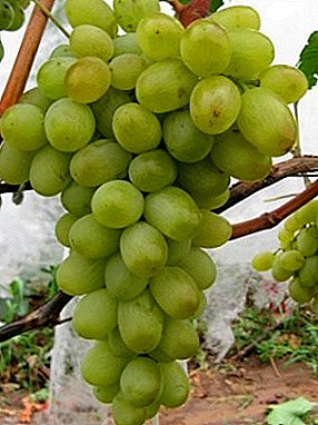 प्रगत आणि स्केल द्राक्ष विविधता "झापोरोझीसाठी नवीन भेट"
