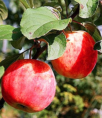 घाँस काट्नको लागि प्रतिरोधी र ठुलो सेब विविधता Gornist देखि डराउनु छैन
