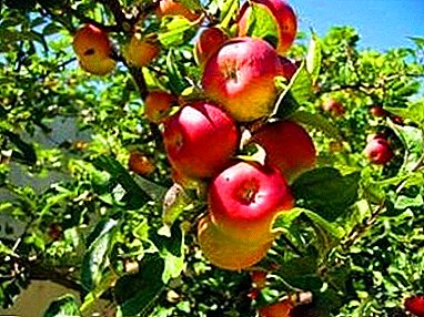 سکاب اور ٹھنڈے کے لئے مزاحم - الٹائی روڈی سیب کے درخت