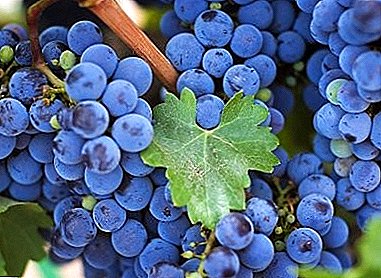 Frost-resistant grapes "Isabella": piav qhia ntawm ntau yam, cog thiab kev saib xyuas, yees duab