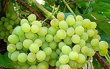 დაავადებათა რეზისტენტული ყურძენი "დელიტური თეთრი"